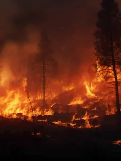 wildfires